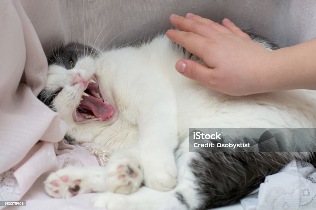 Mad and evil cat and the owner's hand trying to pat it Photo of a mad and evil cat and the owner's hand trying to pat it Domestic Cat Stock Photo