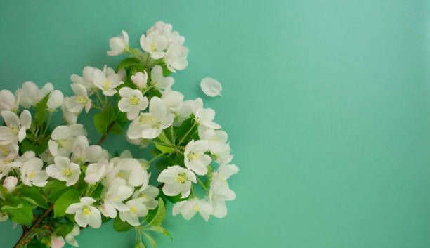 istock White flowers on a turquoise background. Spring blooming apple 952375982