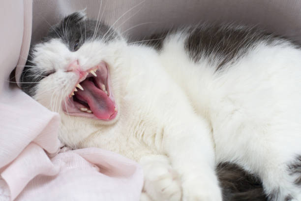 istock Cat lies on the windowsill and yawns wide 952376092