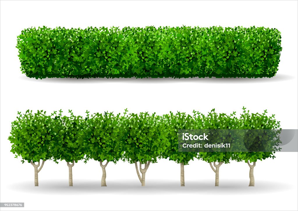 Bush in the form of a green hedge Bush in the form of a green hedge. Ornamental plant. The garden or the Park. Set of fences. Vector graphics Bush stock vector