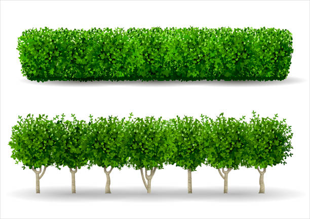 Bush in the form of a green hedge Bush in the form of a green hedge. Ornamental plant. The garden or the Park. Set of fences. Vector graphics brush fence stock illustrations