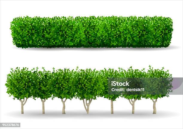 Bush In The Form Of A Green Hedge Stock Illustration - Download Image Now - Bush, Yard - Grounds, Plant