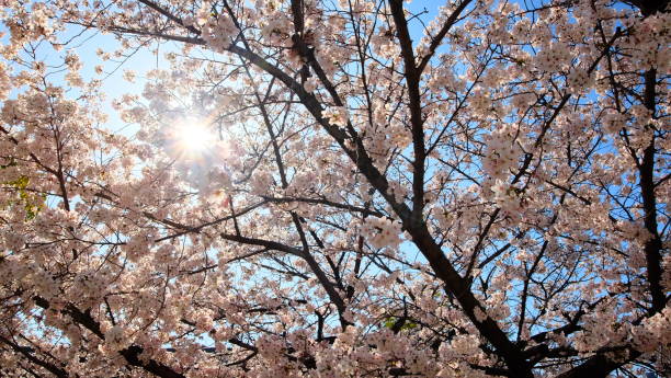 istock Cherry blossom in Japan, Osaka 952379022