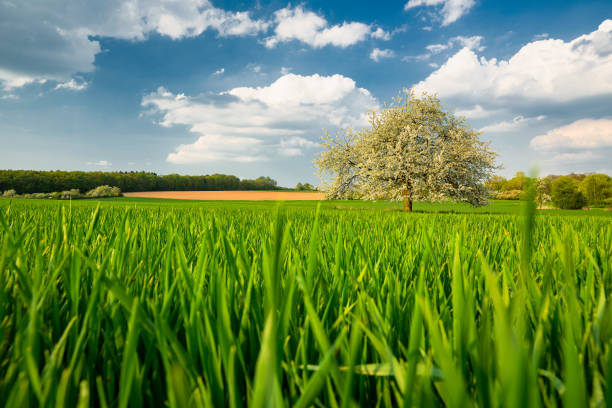 White flowering hawthorn tree stands in the middle of a green meadow under a bright blue sky with light clouds. This natural canvas conveys a sense of tranquility and the beauty of a spring day. The tree with white flowers creates a contrast with the green field and blue sky.