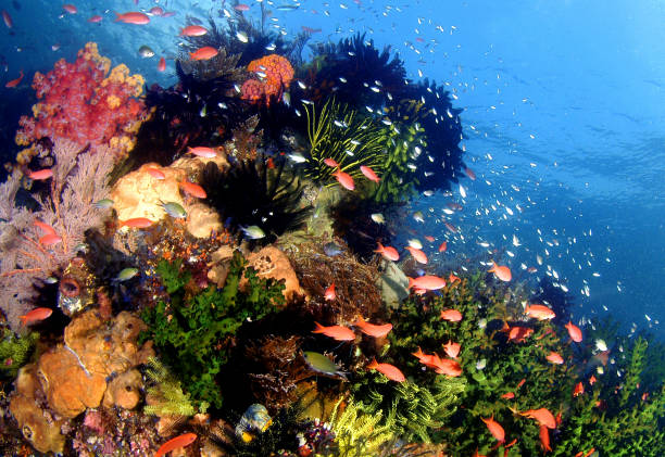 Snell's window is a circular cone of light which anyone underwater sees when looking at anything above the water.  A phenomenon caused by refracting light penetrating water also known as Snell's circle or optical man-hole.  It is governed by the formula ‘Snell's Law’.  Here we see the view from a deep coral reef looking upwards towards the sea surface (Snell’s window) and the sun rays penetrating through the water.