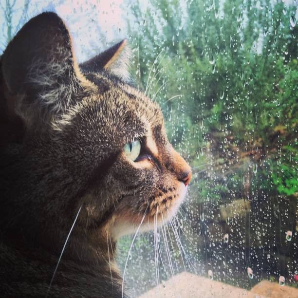 istock Sad tabby cat looking out out window with raindrops 952380090