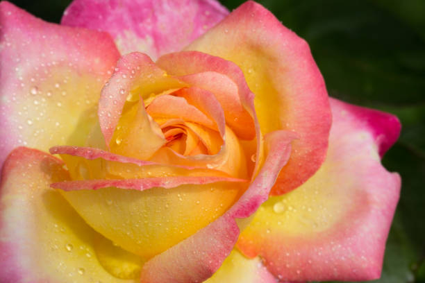 istock Yellow with pink noble rose. Macro shot 952380442