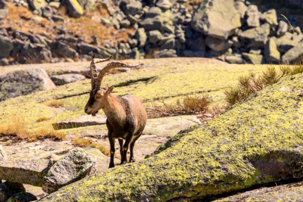 istock Wild goat in Gredos mountain spain 952384732