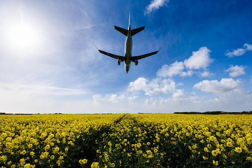 Plane landing over a Rapeseed Field, near Cardiff Airport South Wales