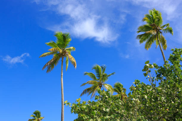 istock Beautiful tropical sunshine with palm trees 952385506