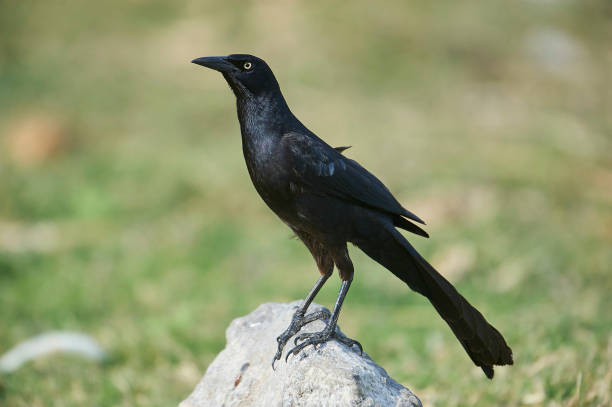 istock Male Boat-tailed Grackle (Quiscalus major) 952387760