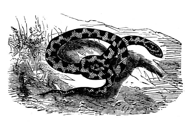 zwierzęta antyczne grawerowanie ilustracja: chicken snake - rat snake illustrations stock illustrations