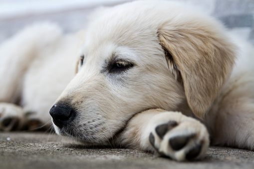 Resting Sweety Dog