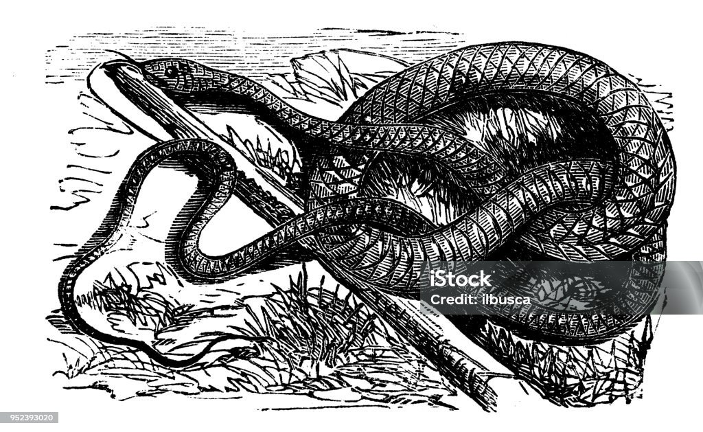 Animals Antique Engraving Illustration Coach Whip Snake Stock Illustration  - Download Image Now - iStock