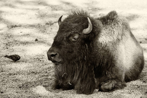 Bull Captivity 180+ American Bison Bull Lying Down Stock Photos, Pictures & Royalty ...