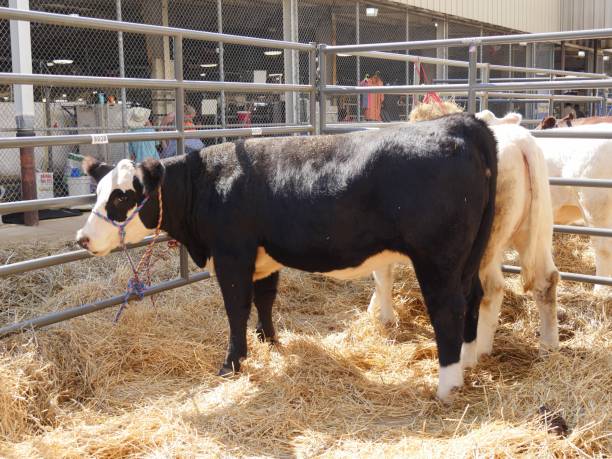 vacas de pie - fair park fotografías e imágenes de stock