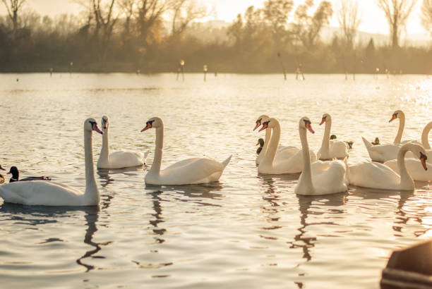 istock Flock of white swans on a beautiful blue Danube 952401596
