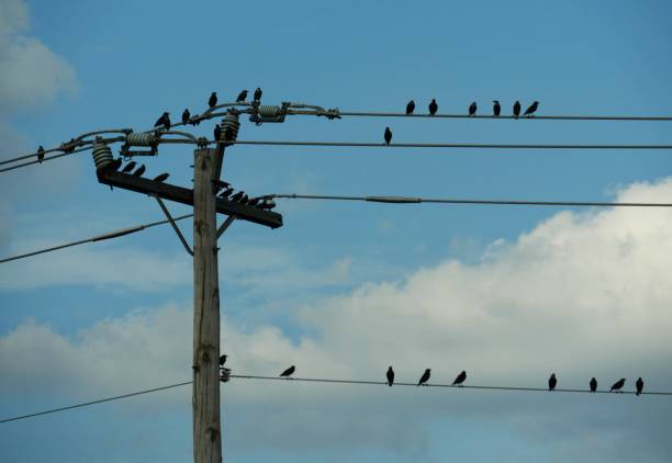 istock birds perched on electric wires 952403582