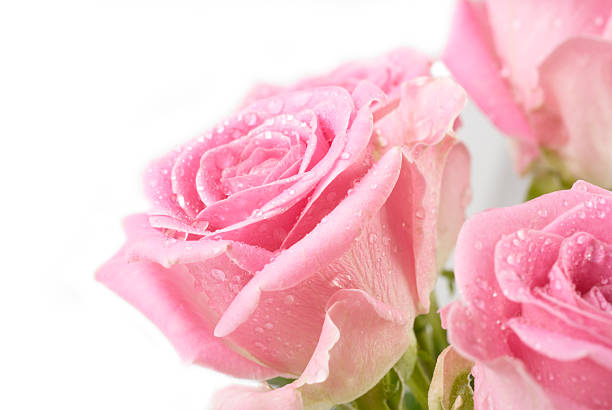 beautiful bouquet of pink roses arrangement isolated on white background