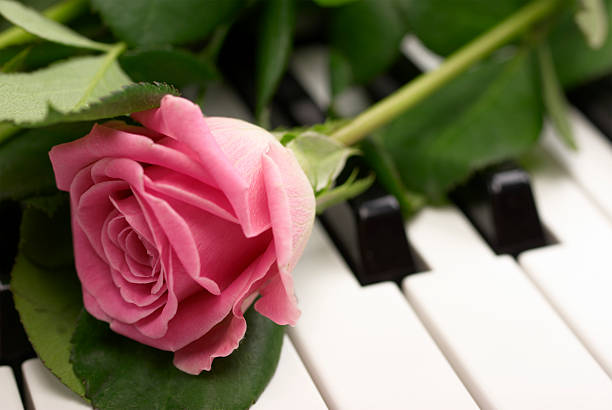 Rose on the keyboard. Close up.