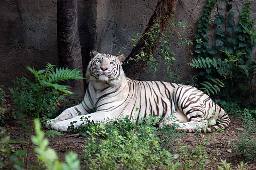 White Tiger is a Bengal Tiger with very rare, creamy white fur; blue eyes; and gray or brownish stripes.