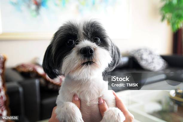 Schöne Hundemotiven Stockfoto und mehr Bilder von Hund - Hund, Verwirrung, Fröhlich