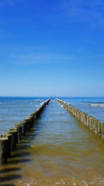 istock Seagulls sitting on breakwater in Domburg,Zeeland,Netherlands 952409150