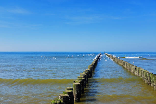 Seascape with large group of seagulls sitting on the wooden poles during upcoming tide at  the North Sea beach .