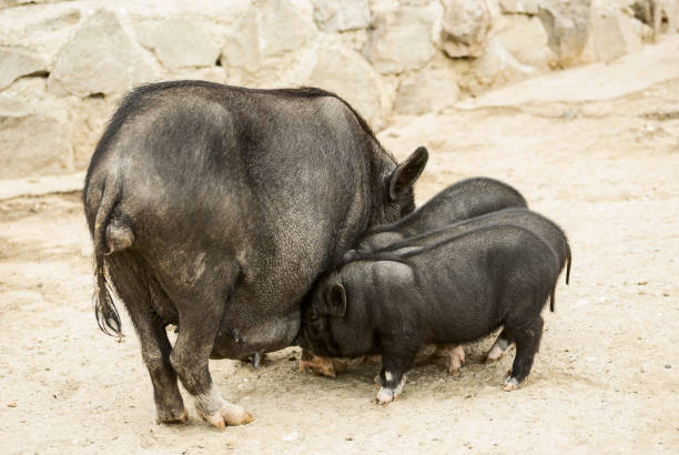 istock 23/10/10Vietnamese pigs 952421258