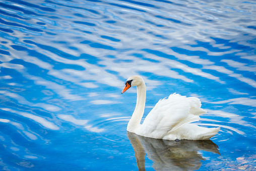 One beautiful white Swan swimming in calm water