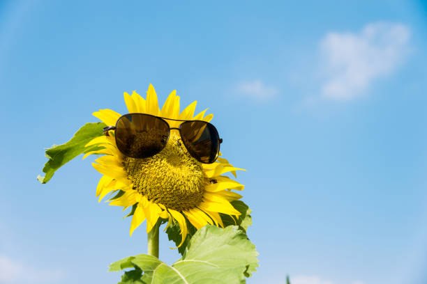 Sunflower displays its bright yellow petals and green center, standing out proudly on white background. Big Sunflower isolated on white background.