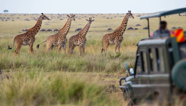 기린과 부품군 - safari safari animals color image photography 뉴스 사진 이미지