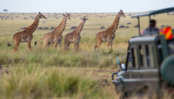 Giraffe family Giraffe family masai giraffe stock pictures, royalty-free photos & images