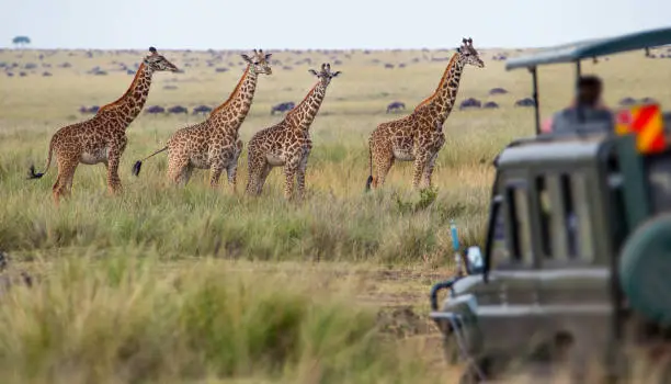 Giraffe family