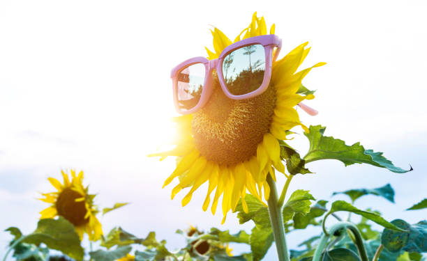 girasol amarillo con gafas de sol en el campo - sunflower flower flower bed light fotografías e imágenes de stock