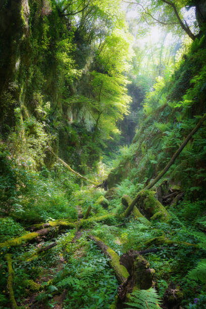 istock Deep gorge with vertical walls in the forest, rich in vegetation, ferns, moss and old tree trunks. 952444800