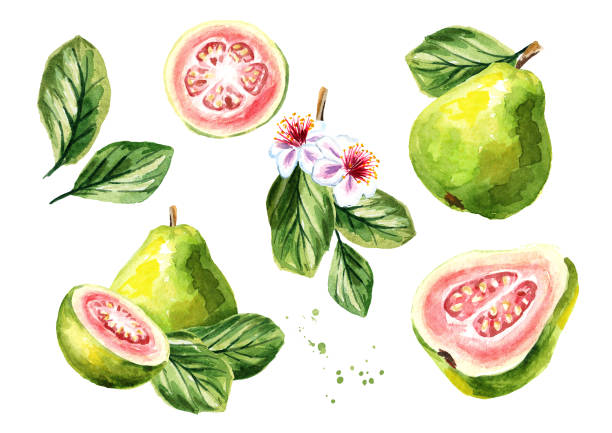 pink guave früchte zusammensetzung festgelegt. aquarell handgezeichnete abbildung, isoliert auf weißem hintergrund - guave stock-grafiken, -clipart, -cartoons und -symbole