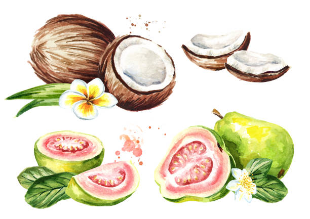 핑크 구아바 과일과 코코넛 설정합니다. 흰색 배경에 고립 수채화 손으로 그린 그림 - guava vegetable tropical climate fruit stock illustrations