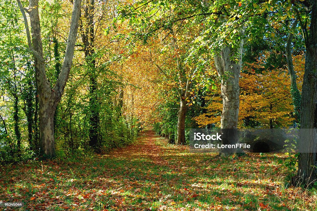 Caminho na Floresta de outono - Foto de stock de Amarelo royalty-free
