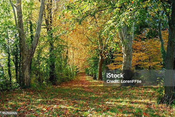 Foto de Caminho Na Floresta De Outono e mais fotos de stock de Amarelo - Amarelo, Arte, Beleza