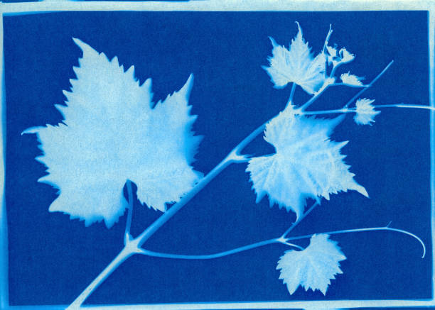 Cyanotype print of Thompson Seedless table grape leaves.