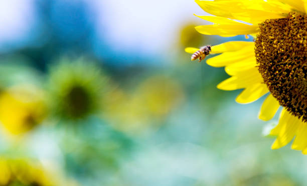 медовая пчела работает на подсолнечнике - sunflower field single flower flower стоковые фото и изображения