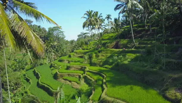 Photo of AERIAL: Fascinating rice irrigation system sloping downhill like a stairwell.