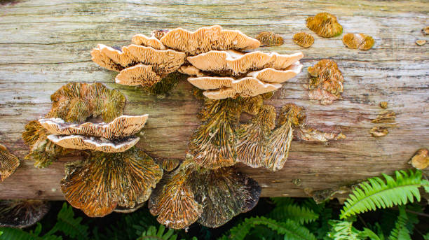 grzyb na drewnie łodygowym z drzewa pnia - orange mushroom asia brown zdjęcia i obrazy z banku zdjęć