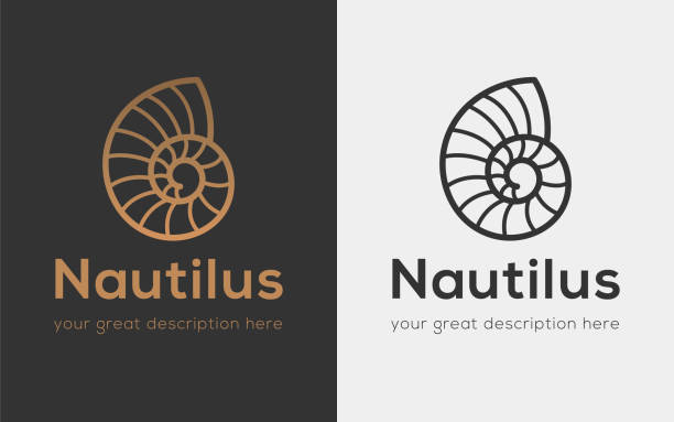 nautilus kopyala - sarmal deniz kabuğu illüstrasyonlar stock illustrations