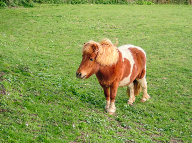 istock cute shetland pony standing in a field 952462944