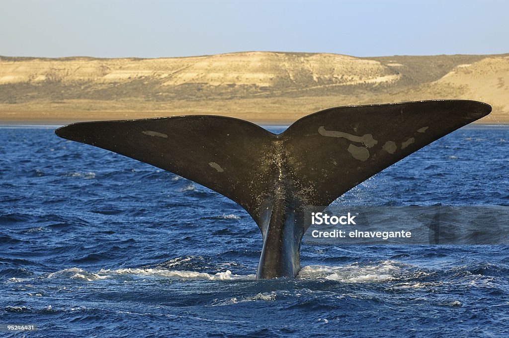 Right whale in Patagonia, Argentina.  Animal Stock Photo