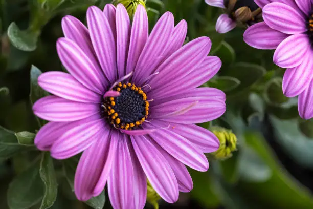 Macro image of spring lilac flower.