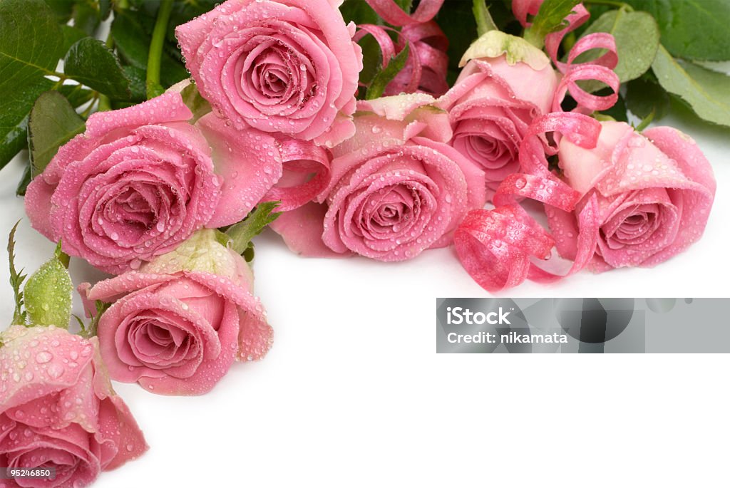 Pink Rose w krople rosy - Zbiór zdjęć royalty-free (Bez ludzi)