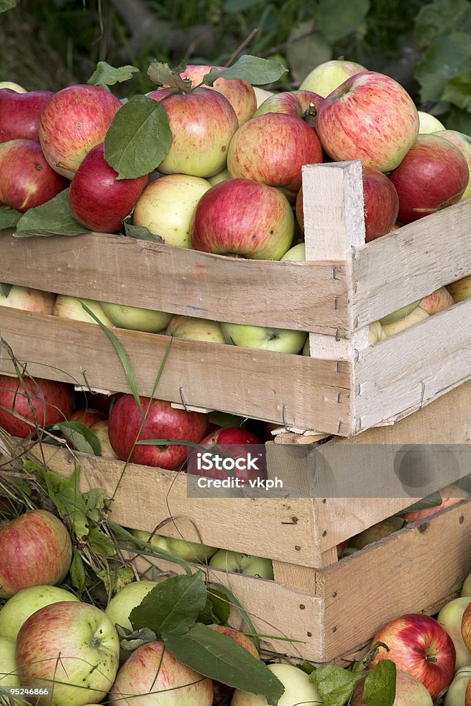 Boîtes en bois pleine de mûres pommes - Photo de Agriculture biologique libre de droits